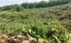 Cần bán lô đất tại Xã MỹThọ Huyện Cao Lảnh Tỉnh Đồng Tháp